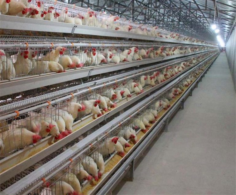 Easy Assembly Automatic Layer Chicken Cages Midlandskenyachicken 