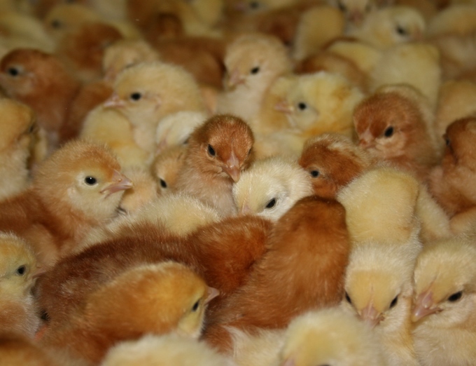 HYBRID DAY OLD LAYER CHICKS – Midlandskenyachicken